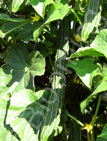 Cucumis sativus 'Suyo Long'